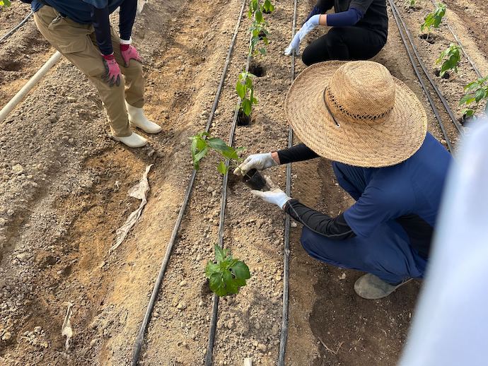 AGRIST株式会社の圃場でのようす