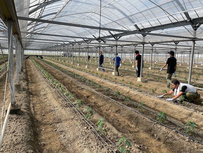 AGRIST株式会社の農場での定植作業風景