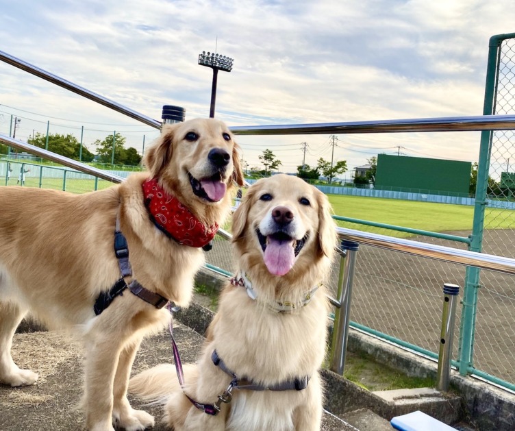 株式会社アニマライフのメンバーが飼う犬2頭がこちらを見ている様子