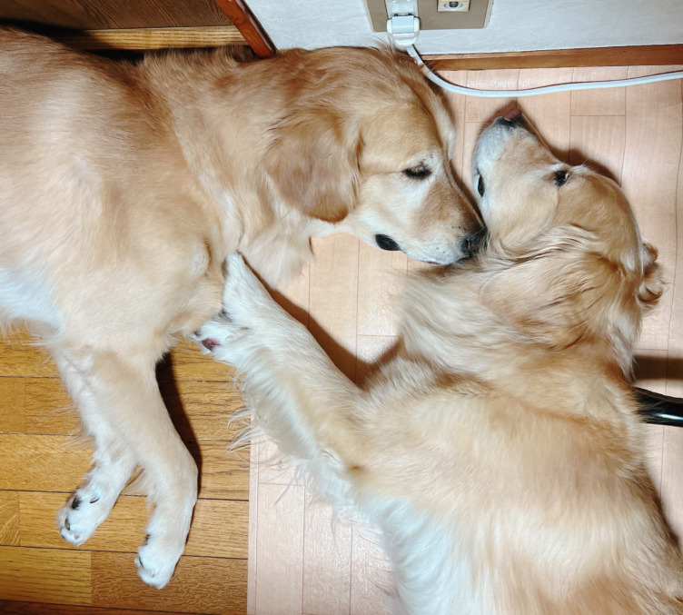 株式会社アニマライフのメンバーが飼うレトリバーが寝そべっている様子