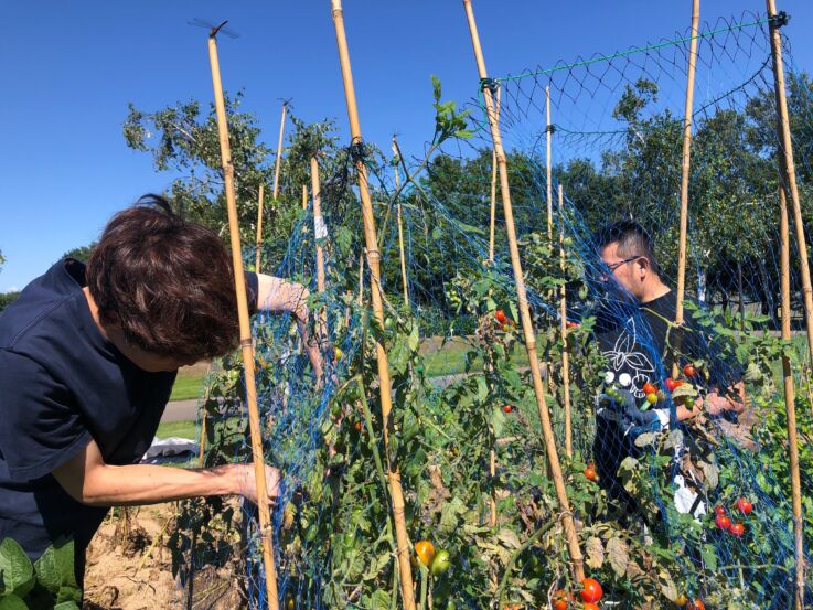 部活動として畑で野菜を収穫している社員の方