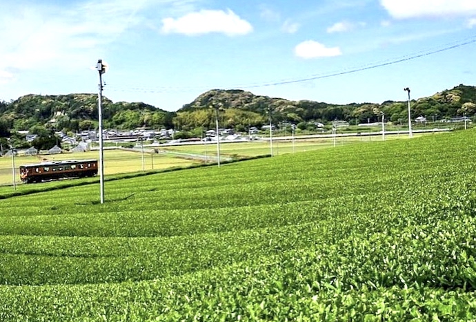 静岡県袋井市に広がる茶畑の風景