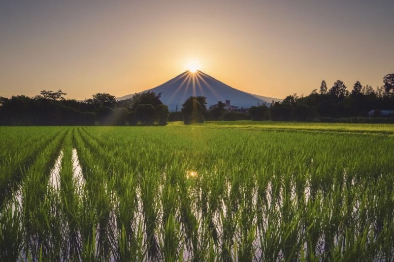 田んぼの向こうの富士山に朝日が昇る様子