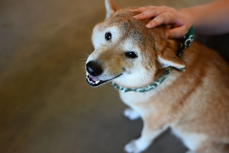 イノベーター・ジャパンのスタッフさんの愛犬コロちゃん