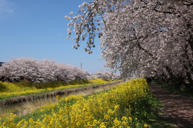 久喜市の青毛堀川沿いに咲く河津桜の写真