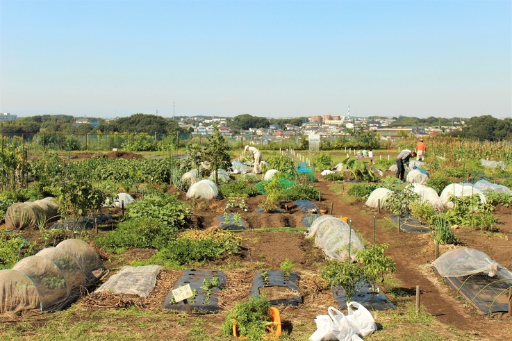 株式会社マイファームの体験農園の農園の様子