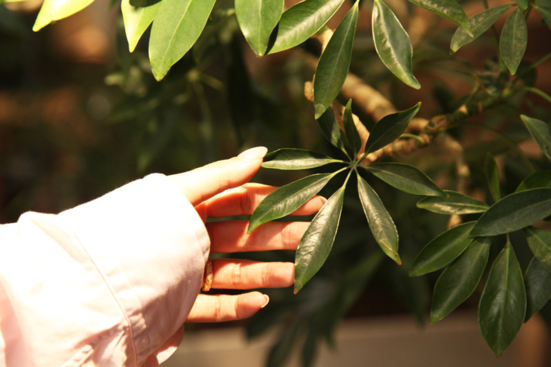 parkERsのオフィス内の植物に触れている様子